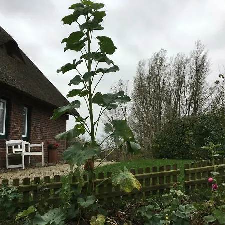 Reetdachhaus Moordeichperle Casa de Férias